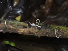 Clavariineae