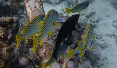 Plectorhinchus gaterinus