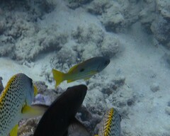 Lutjanus ehrenbergii