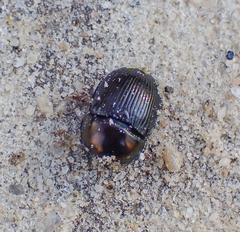 Geotrupes blackburnii