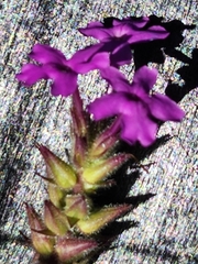 Glandularia tumidula