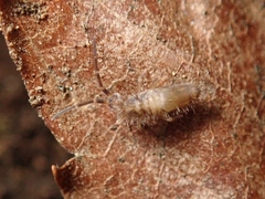 Entomobryidae