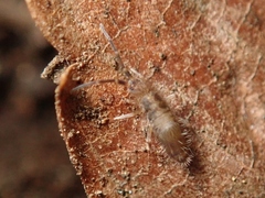 Entomobryidae