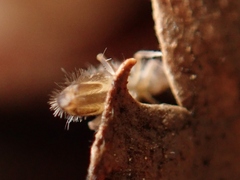 Entomobryidae