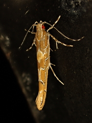 Pyroderces apparitella
