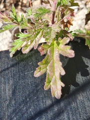 Glandularia tumidula