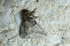 Thaumetopoea processionea