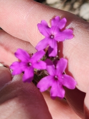 Glandularia tumidula