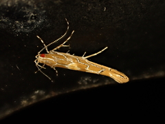 Pyroderces apparitella