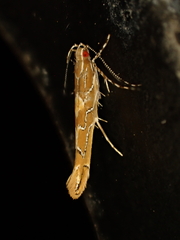 Pyroderces apparitella