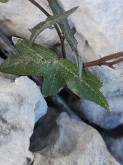 Passiflora tenuiloba