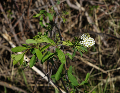Spiraea media