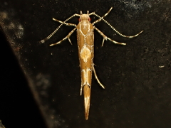 Pyroderces apparitella