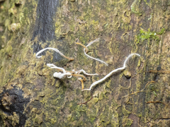 Clavariineae