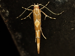 Pyroderces apparitella
