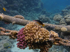 Gomphosus klunzingeri