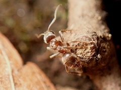 Lasius sakagamii