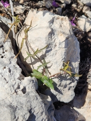 Passiflora tenuiloba