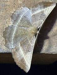 Dalima truncataria
