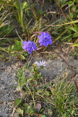 Scabiosa lachnophylla