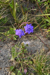 Scabiosa lachnophylla