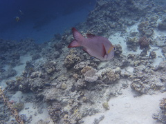 Monotaxis grandoculis