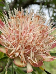 Protea caffra caffra