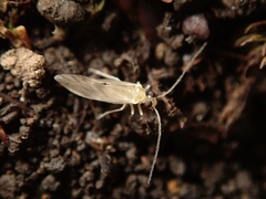 Caeciliusidae