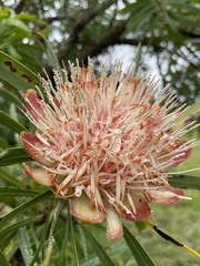Protea caffra caffra