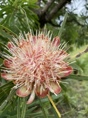 Protea caffra caffra