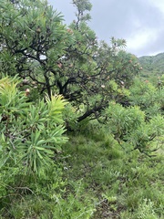 Protea caffra caffra