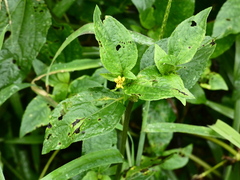 Synedrella nodiflora