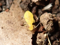 Caeciliusidae