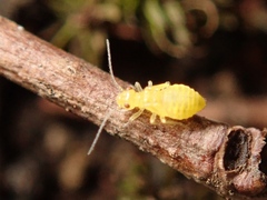 Caeciliusidae