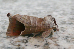 Clostera curtula
