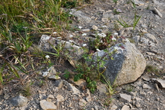 Kitagawia terebinthacea