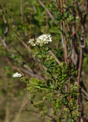 Spiraea hypericifolia