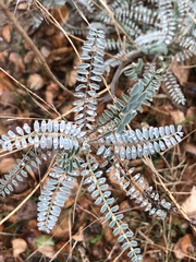 Astragalus trichopodus antisellii