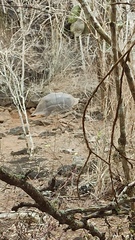 Chelonoidis niger