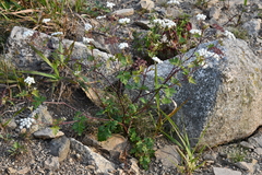 Kitagawia terebinthacea