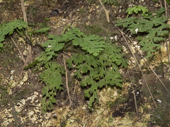 Asplenium dareoides
