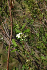 Spiraea hypericifolia