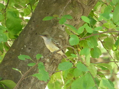 Myiarchus swainsoni