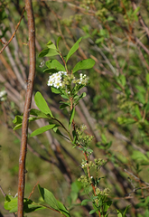 Spiraea hypericifolia