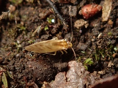 Caeciliusidae