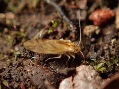 Caeciliusidae