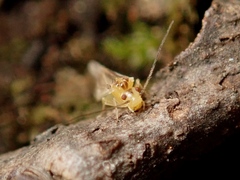 Caeciliusidae