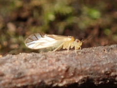 Caeciliusidae