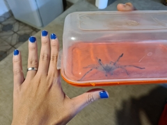 Polybetes pythagoricus