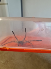 Polybetes pythagoricus